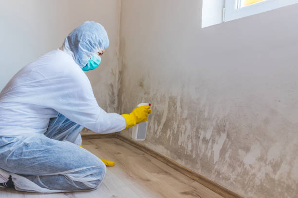 Licensed Mold Remediation service in Schoolcraft, MI - 24 Hour Mold Removal